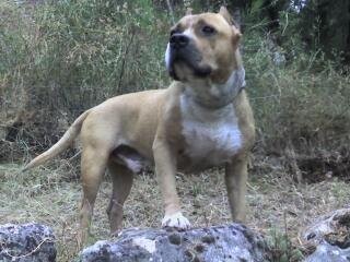 Era el perro perfecto, cariñoso, simpatico, obediente. murio con 14 años porque estaba muy malo.